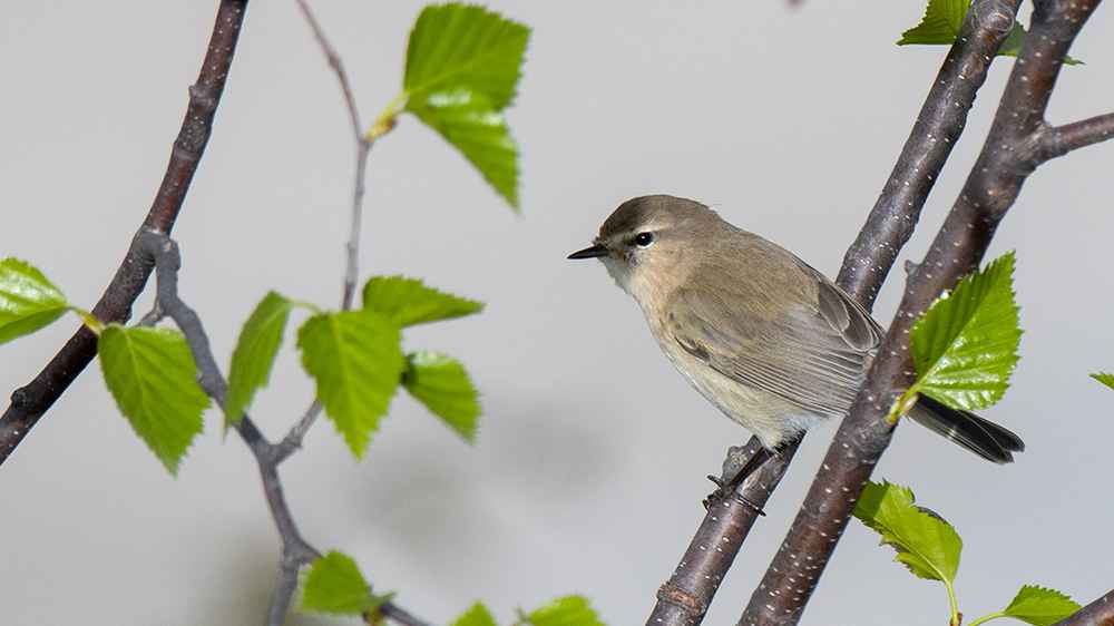 Mountain Chiffchaff